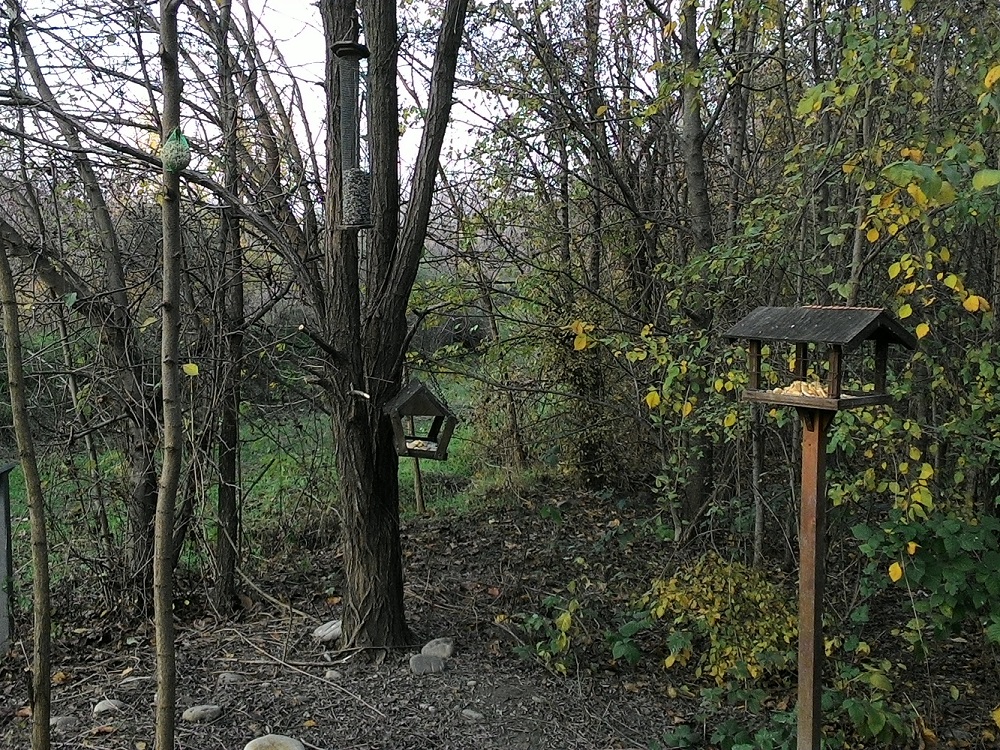 Il giardino naturalistico: ospitare piccoli animali utili e graditi