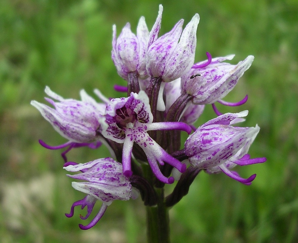 Foto: Silvia Adorni - Corso di fotografia naturalistica ESPERTA Srl - Parchi del Ducato - Corte di Giarola (Collecchio)