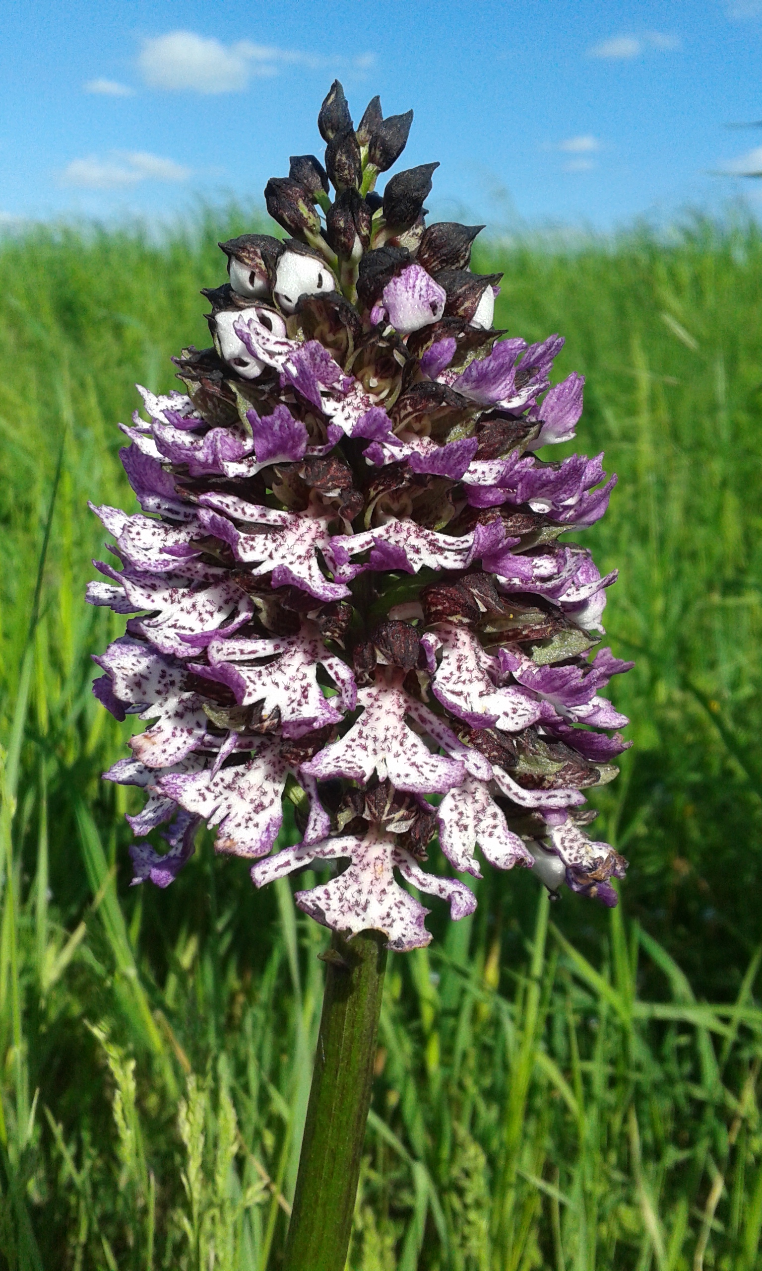 ESPERTA Srl - Riconoscere le orchidee selvatiche del Parco Fluviale del Taro - Collecchio (Parma) - Parchi del Ducato.