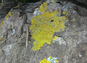 Microcosmo nel prato stabile - Scoprire e riconoscere gli invertebrati dei prati polifitici nella Riserva Naturale Parma Morta