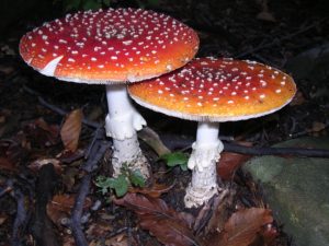 Corso sui funghi ESPERTA Corte di Giarola - Parco del Taro - Parchi del Ducato