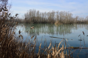 Canti di primavera: a passeggio con l'ornitologo all'Area Naturalistica Le Chiesuole