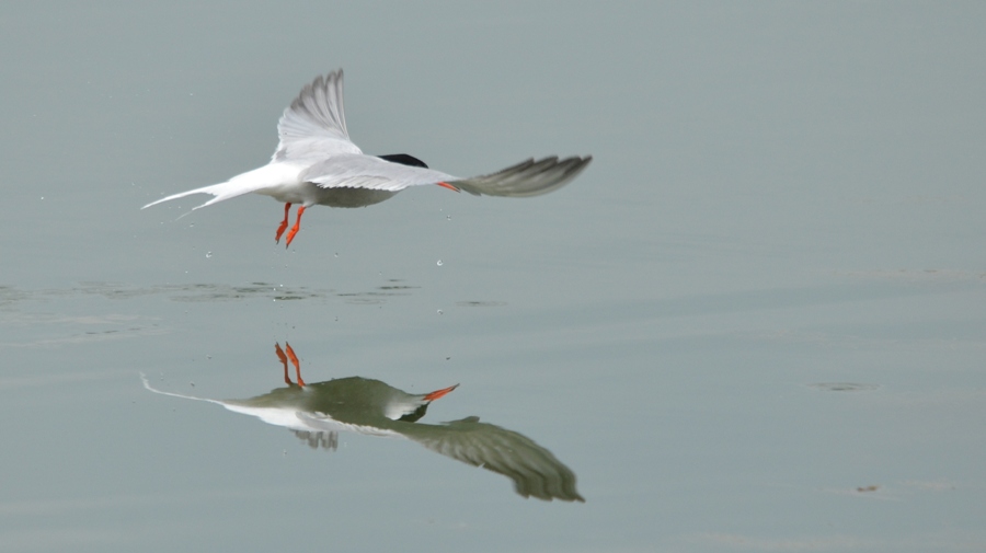 Visite guidate all'Area Naturalistica Le Chiesuole e alle voliere dei rapaci del CRAS del Parco dello Stirone e Piacenziano