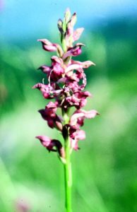 Visita guidata alla ricerca delle orchidee selvatiche del Parco Fluviale del Taro